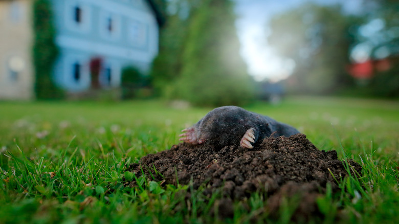 mole in the yard of a home