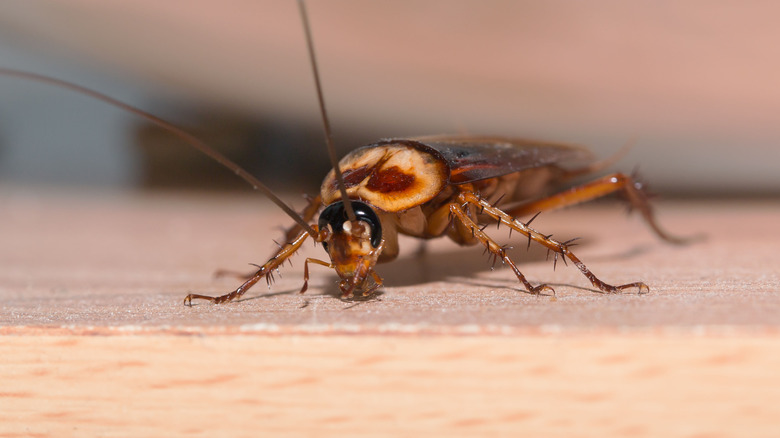 Cockroach in home