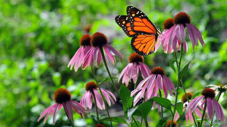 Pink coneflowers with butterfly.