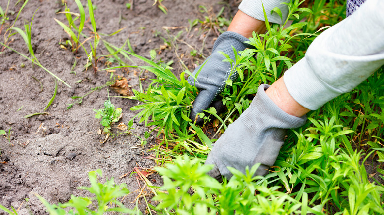 Gardener digging up weeds.