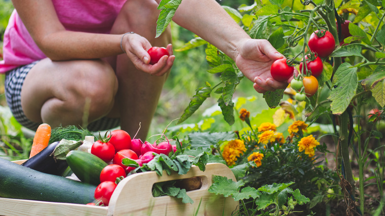 Person picking produce in garden.