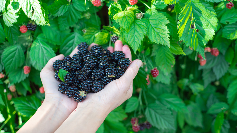 Person holding just-picked blackberries.
