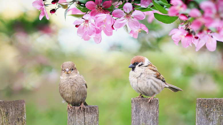 Birds on wood posts under flowering tree.