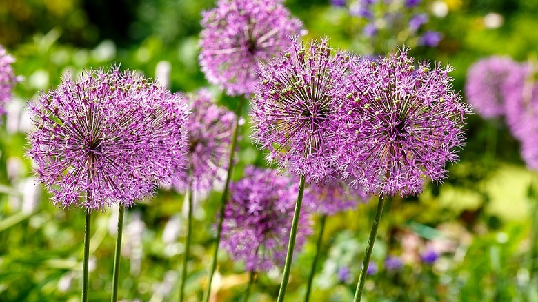Purple alliums in bloom