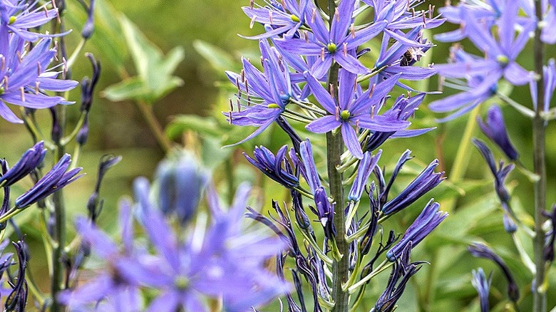 Blue Cammasia in bloom
