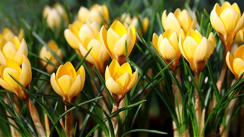 Yellow 'Romance' crocuses in bloom