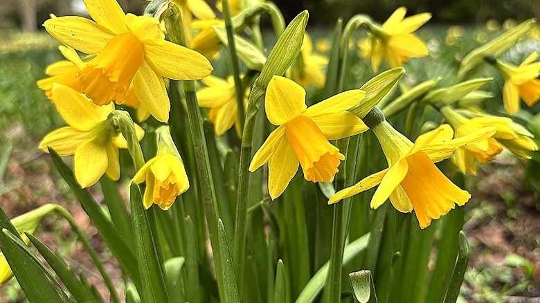 Yellow daffodils with orange centers blooming in garden bed