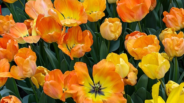 'Daydream' Darwin hybrid tulips in bloom