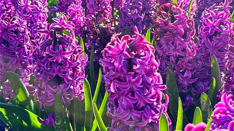 Purple Dutch hyacinths in bloom