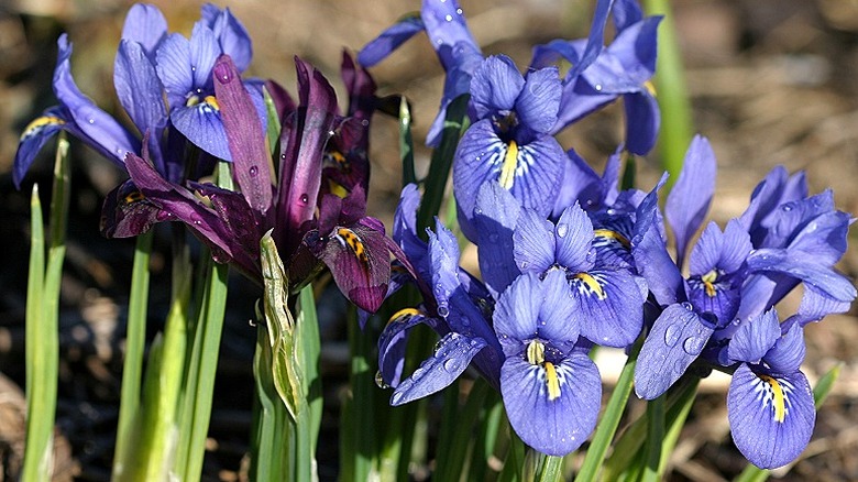 Blue and purple dwarf iris in bloom