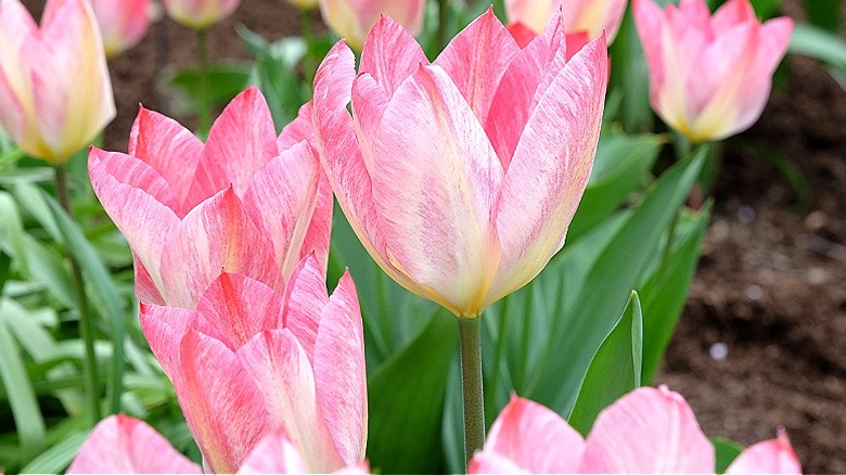 Pink 'Flaming Purissima' tulips in bloom