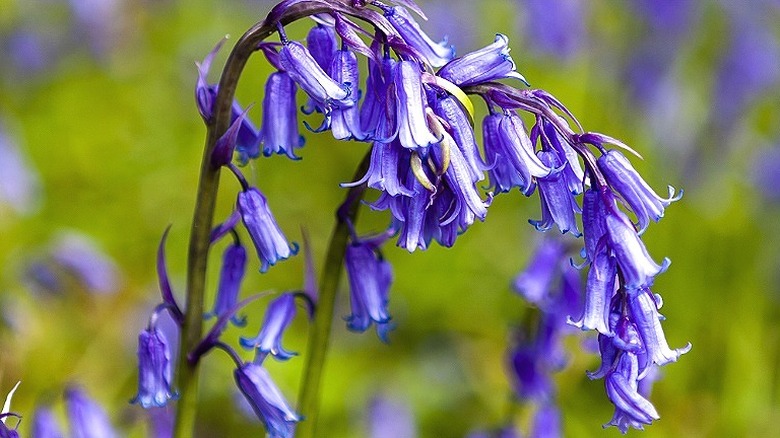 Close-up of English bluebells blooming