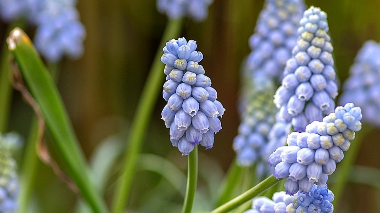 'Valerie Finnis' muscari in bloom