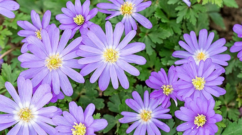 Grecian windflowers in bloom