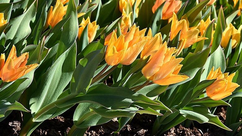 'Shogun' species tulips in bloom