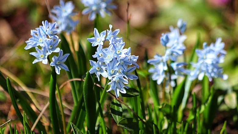 Striped squill blooming in spring garden