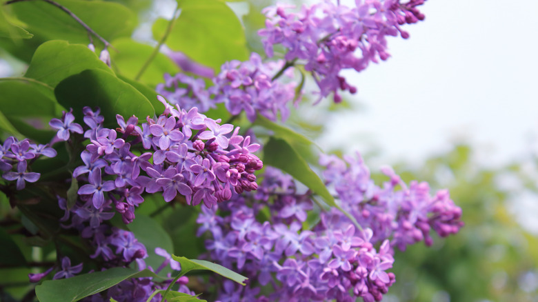 lilacs in bloom