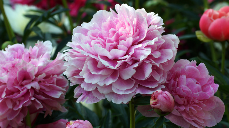 pink peonies blooming