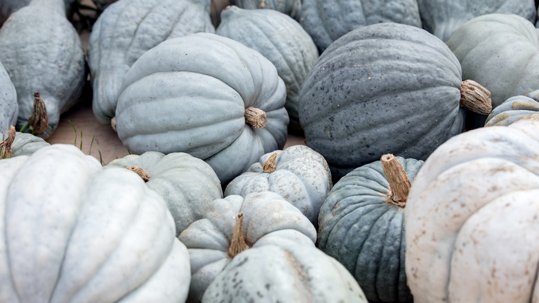 Bleu de Hongrie blue pumpkins