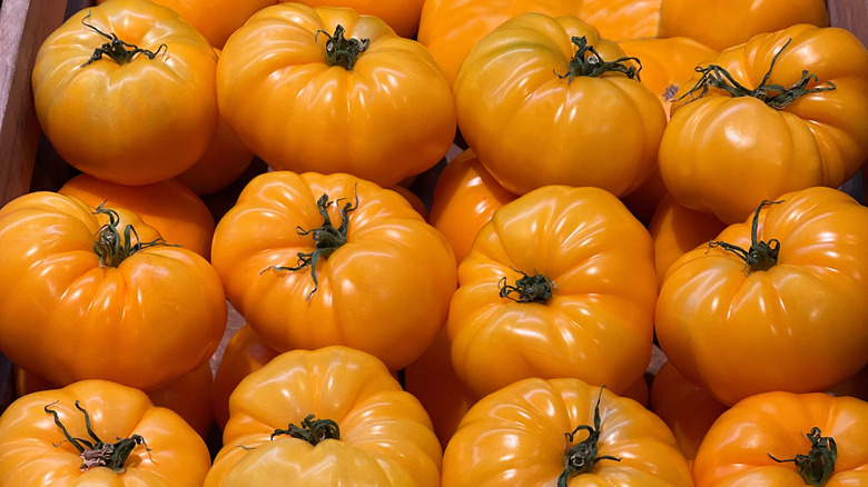 many golden beefsteak tomatoes