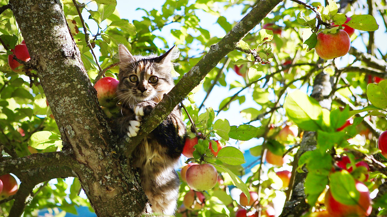 kitten in apple tree