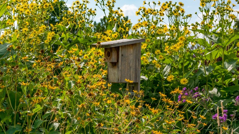 wooden birdhouse and wildflowers