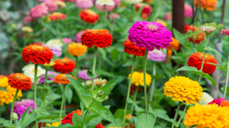 zinnias