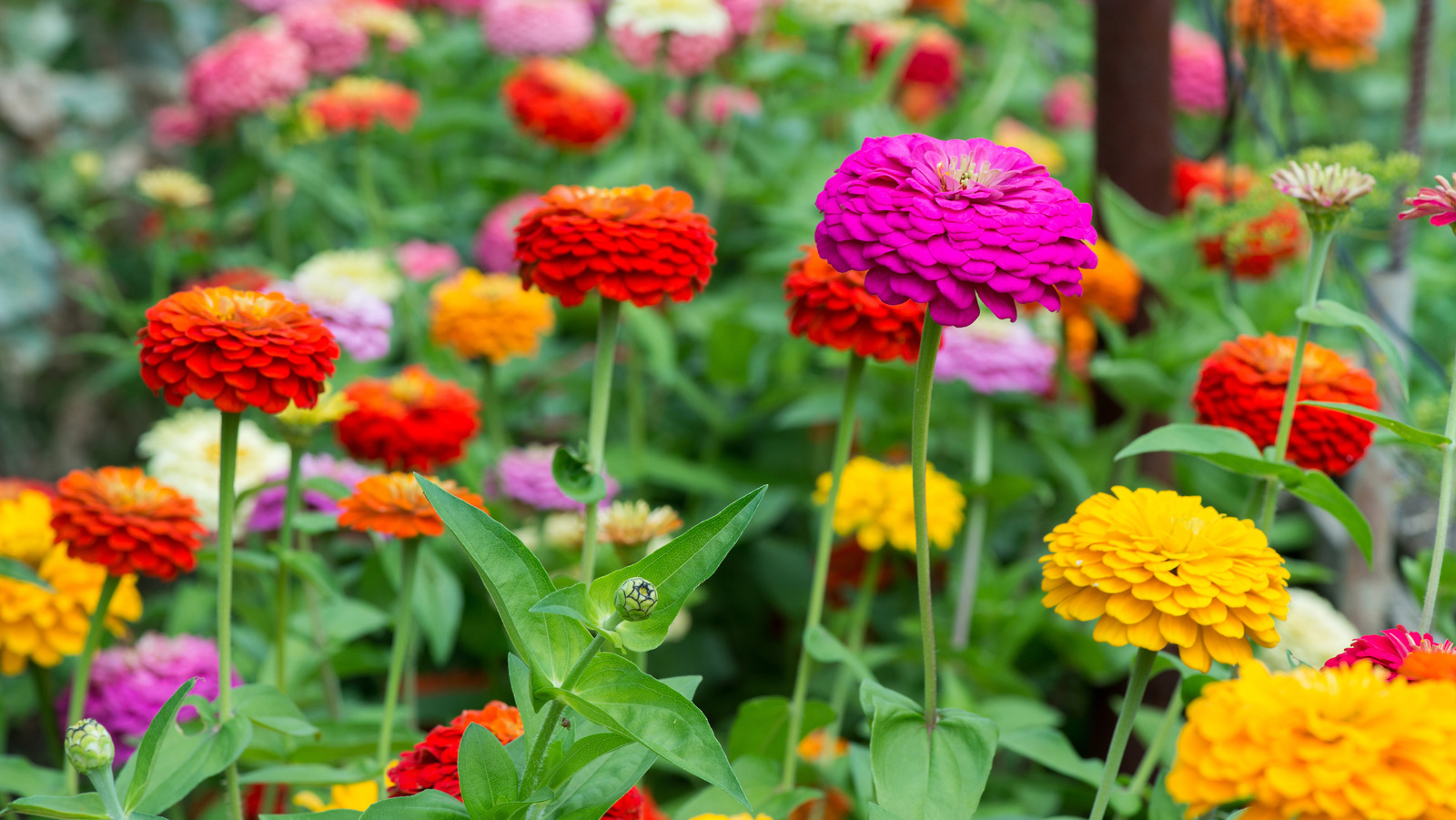 Spring Color Zinnia Our Professional Gardener's Tips For Planting Zinnias For Season-Long Color