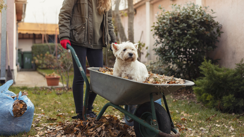 gardener with dog in wheelbarrow