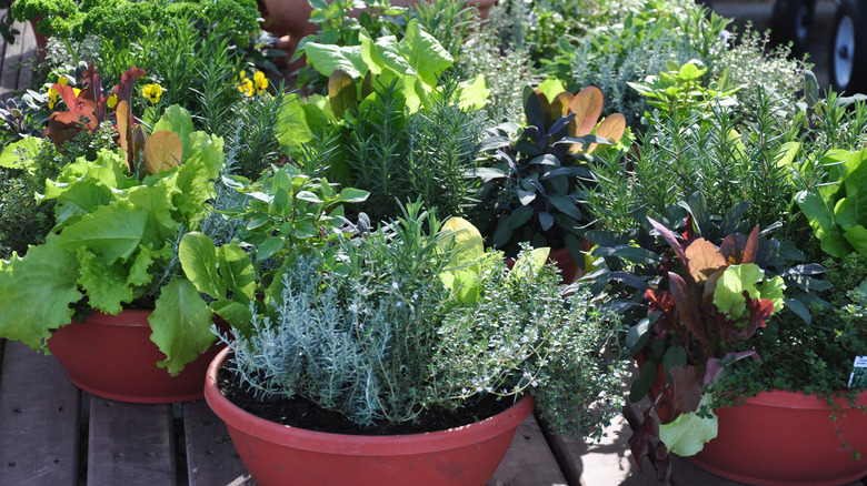 greens growing in containers