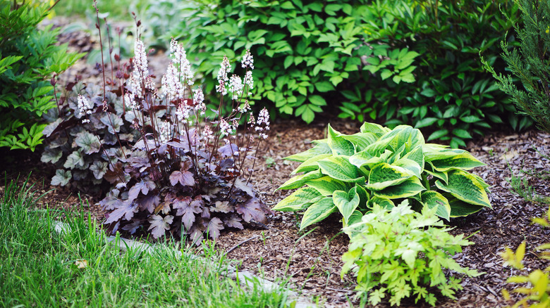 hosta with other plants