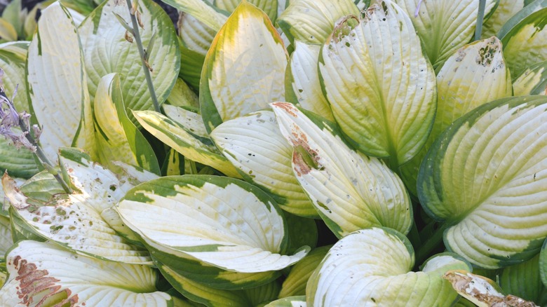 sunburned hosta leaves