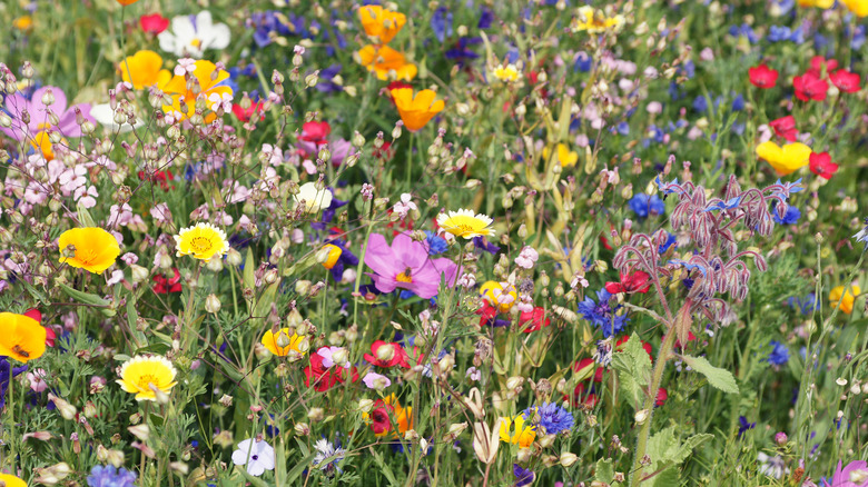 wildflowers