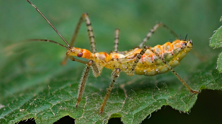 leafhopper leaf