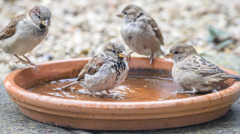 House sparrows bathing in a shallow clay pot saucer
