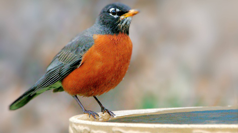 American Robin perched on the edge of a birdbath