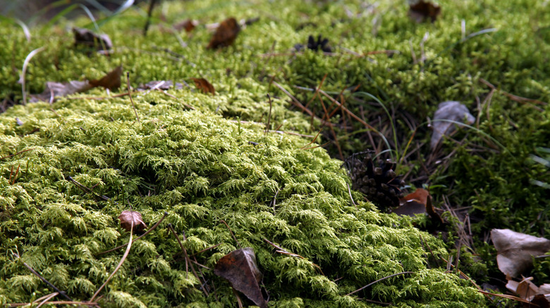 Splendid feather moss growing on the ground with fallen leaves