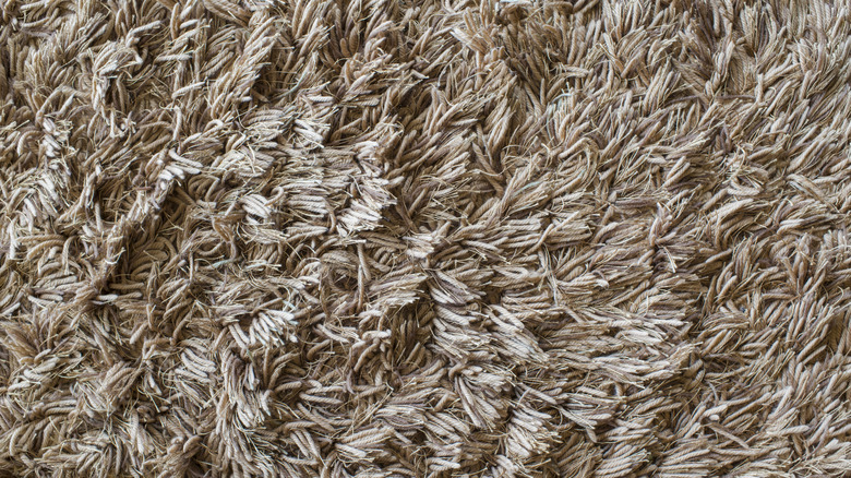 Closeup of a fluffy beige shag carpet