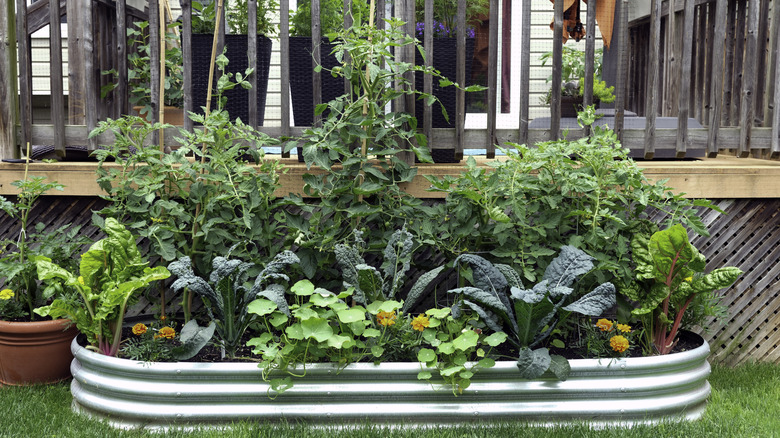 Metal raised planting bed filled with plants next to a deck with several pots on it