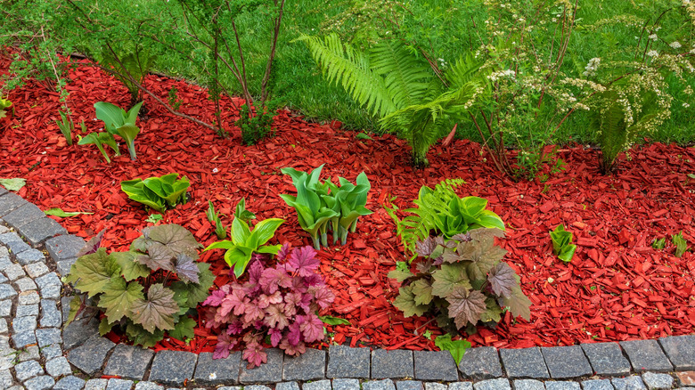 Bright red mulch contrasted with green plants