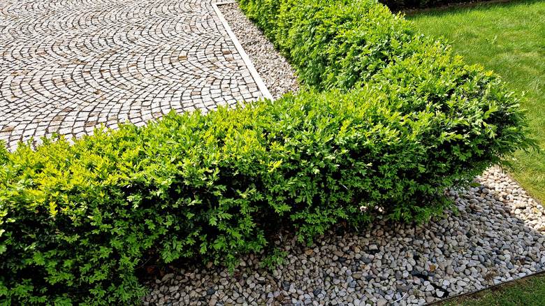 Boxwood hedge row next to patio area