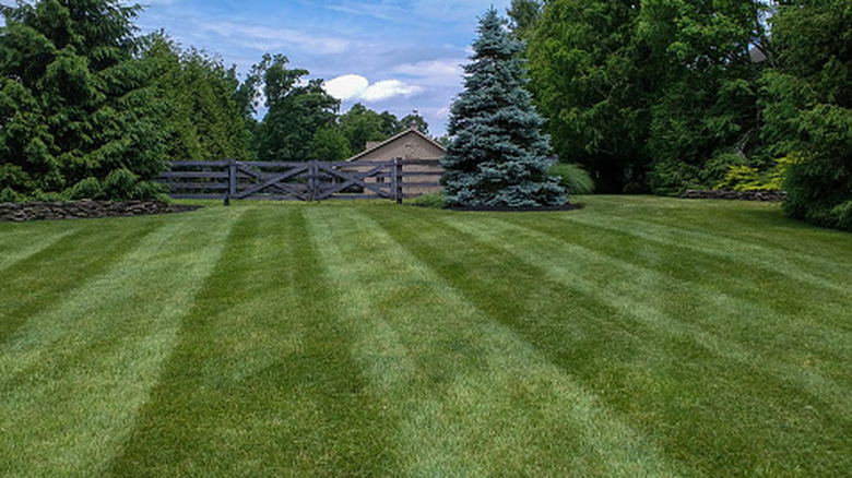 Lawn mowed with stripes in it