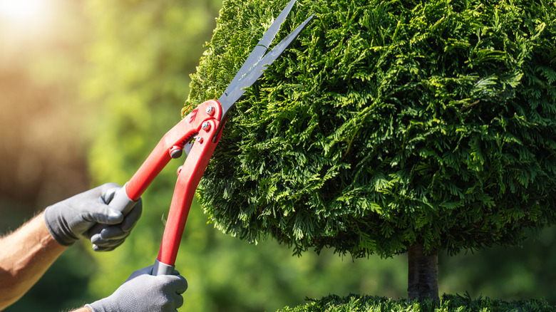 Person trimming a shrub into a topiary