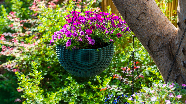 A pot of bright purple flowers hanging from a tree in a garden