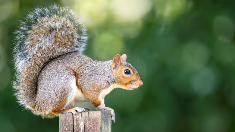 A grey squirrel facing sideways standing on a wooden fence post