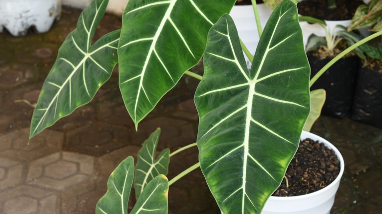 large elephant ears in pot
