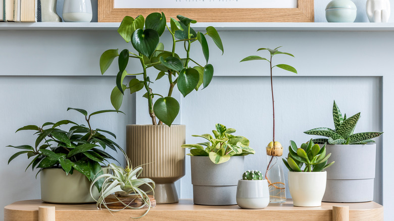 variety of indoor plants