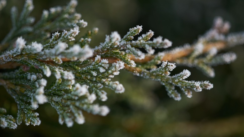 Evergreen branch covered in frost