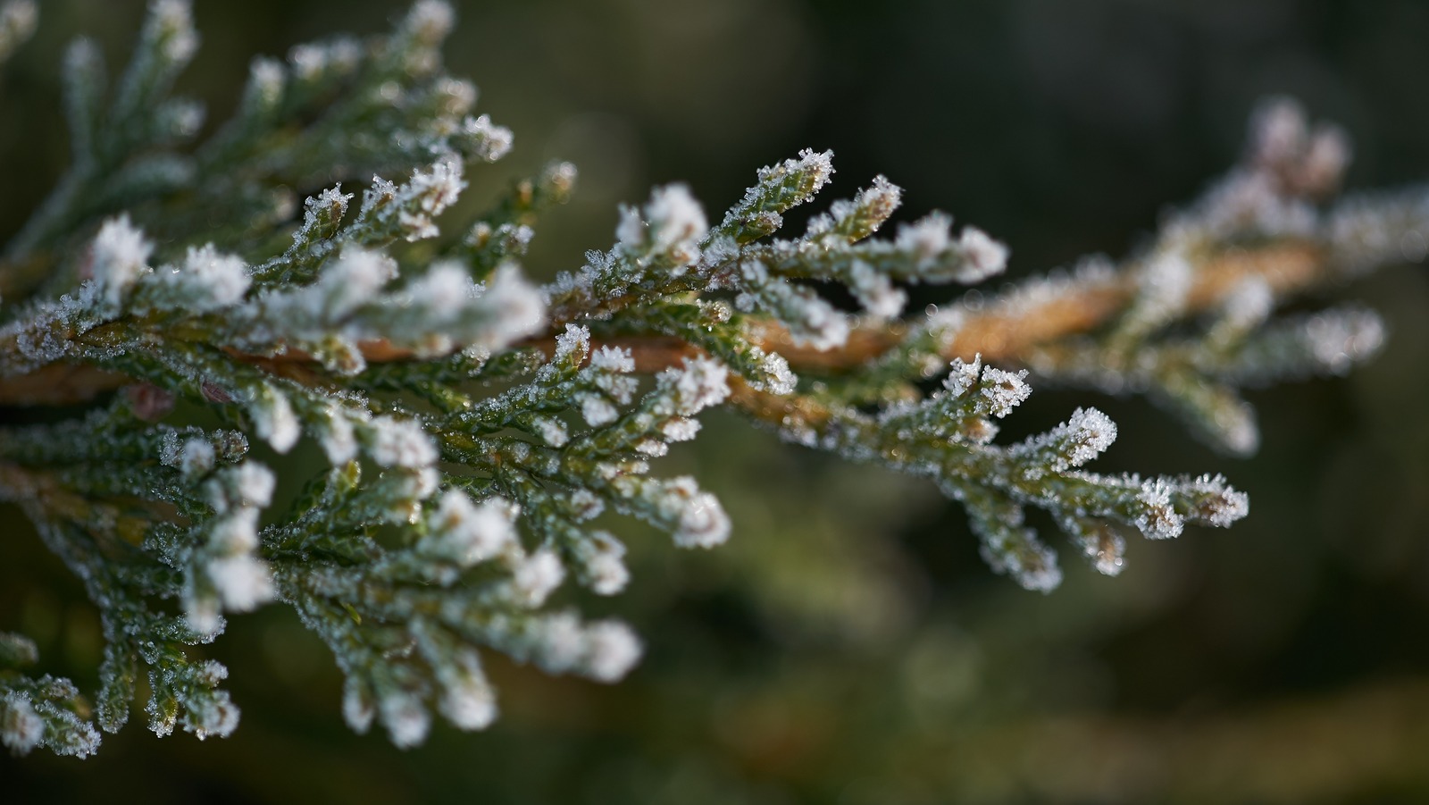 Outdoor Plants That Thrive In Winter Weather