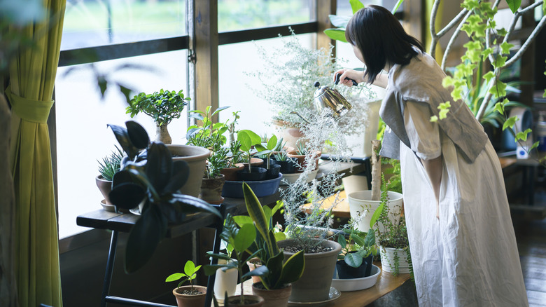 Woman watering houseplants